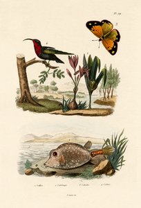 Pesce scatola